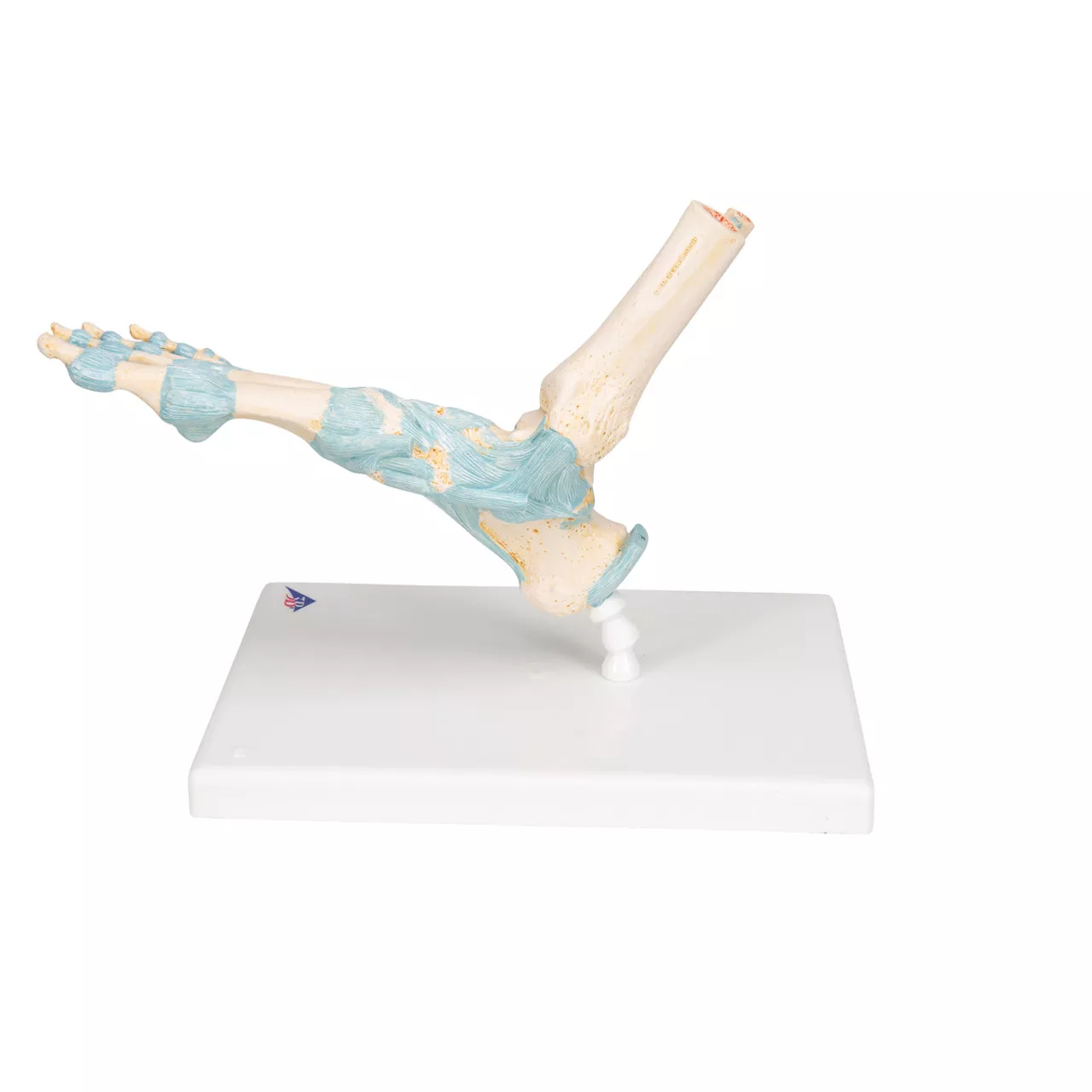 Foot Skeleton Model With Ligaments, 1000359 - Medex Supply